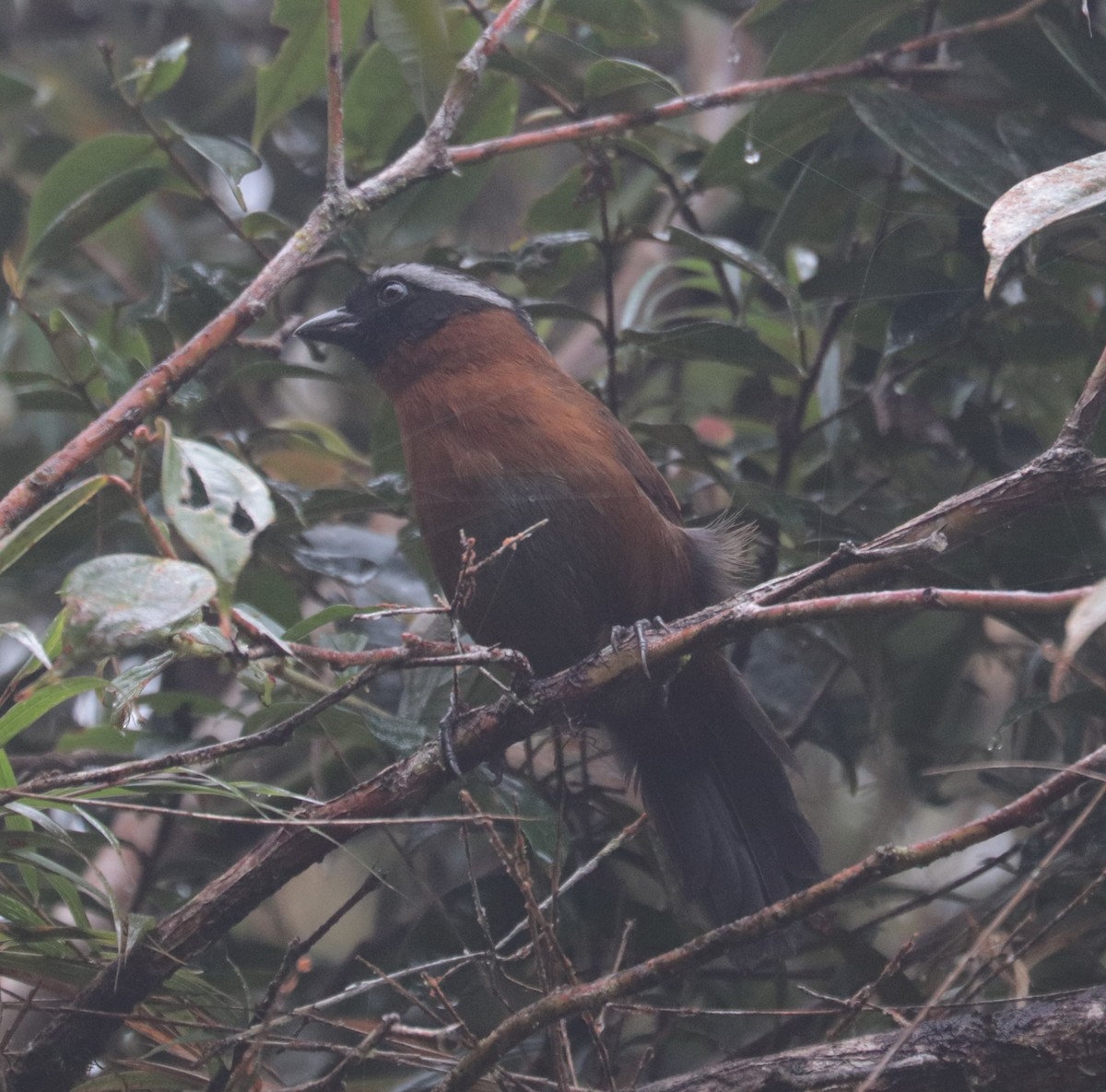 Tanager Finch - ML624057471