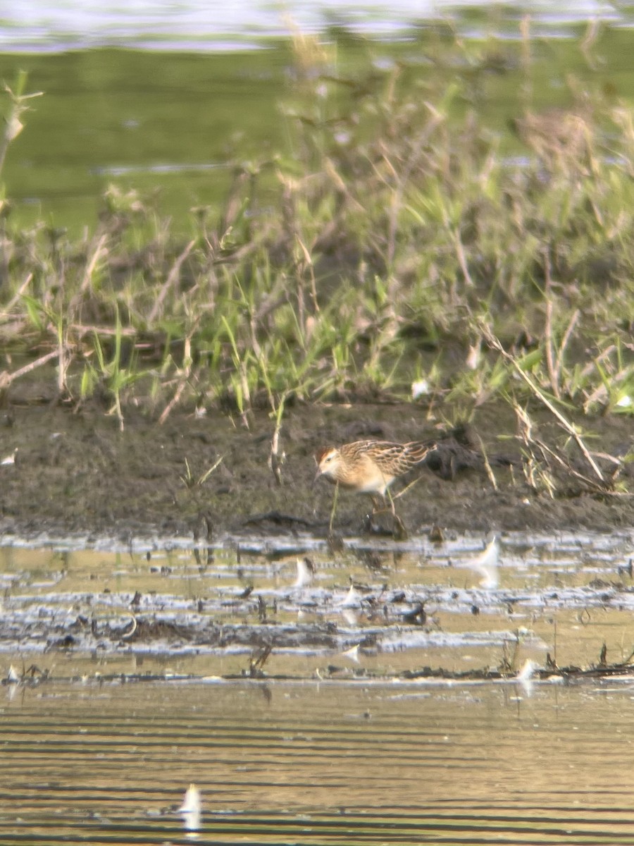 Sharp-tailed Sandpiper - Miles Scheuering