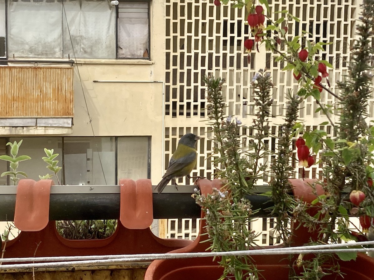 Gray-hooded Sierra Finch (minor) - ML624057491