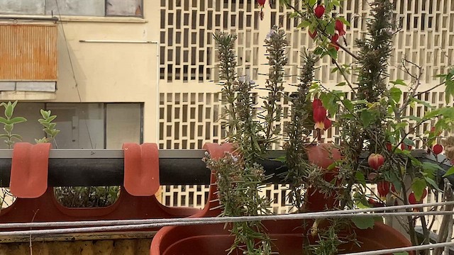 Gray-hooded Sierra Finch (minor) - ML624057494