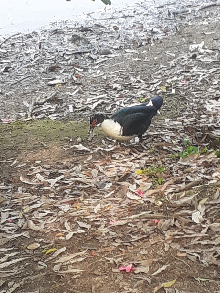 Muscovy Duck (Domestic type) - ML624057501