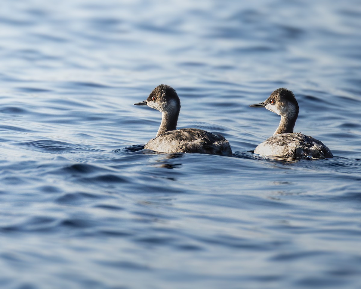 Eared Grebe - Milko Gervet