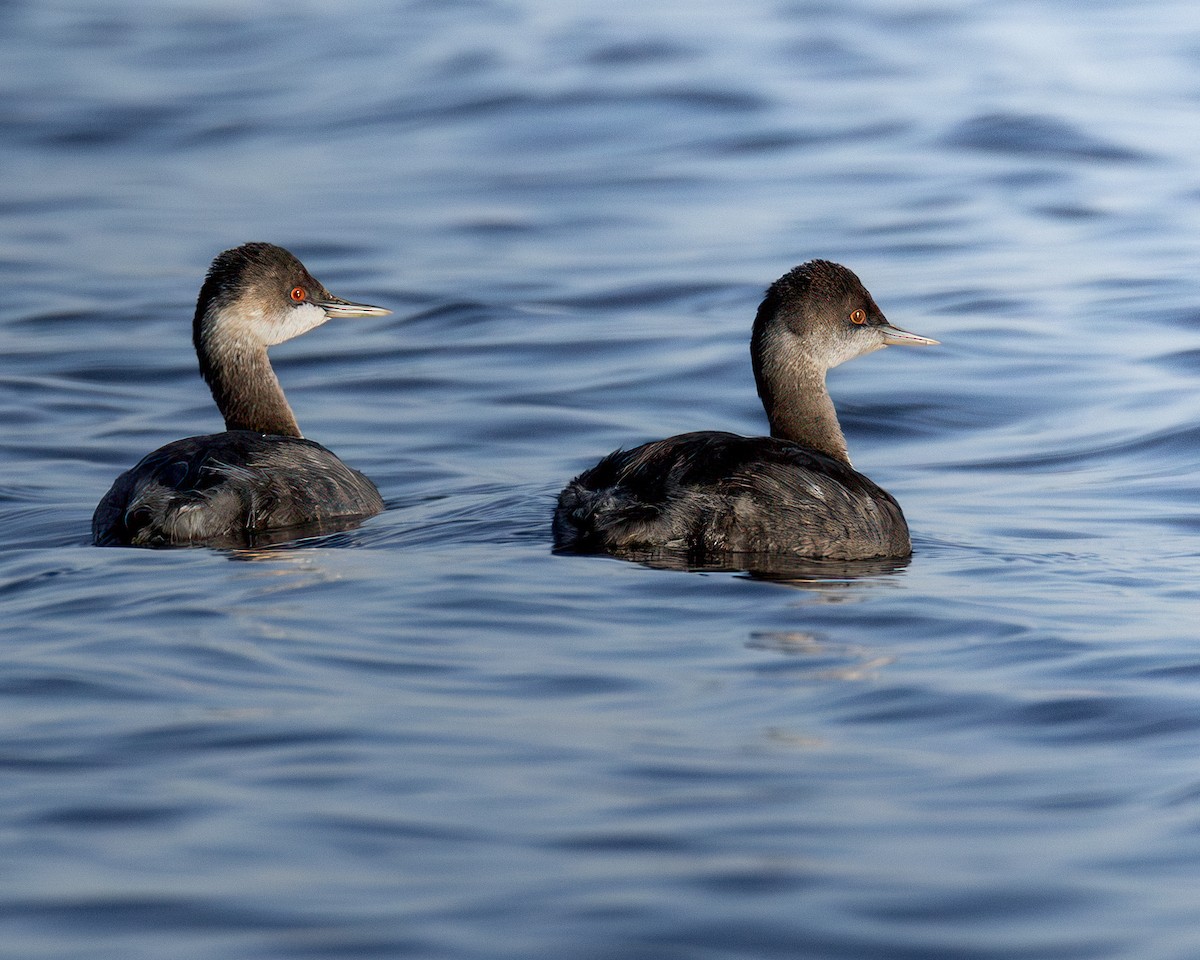 Eared Grebe - ML624057531