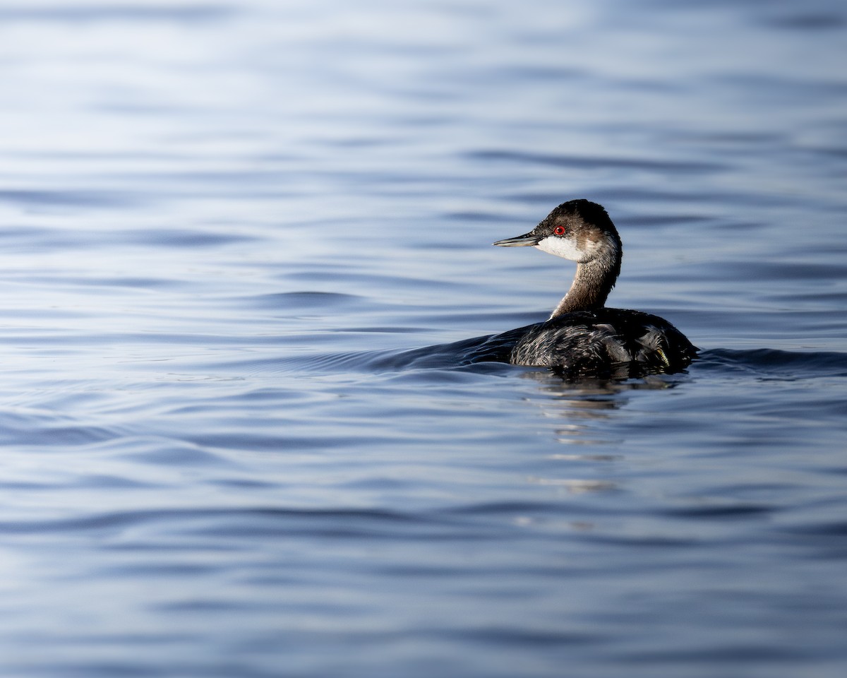 Eared Grebe - ML624057532