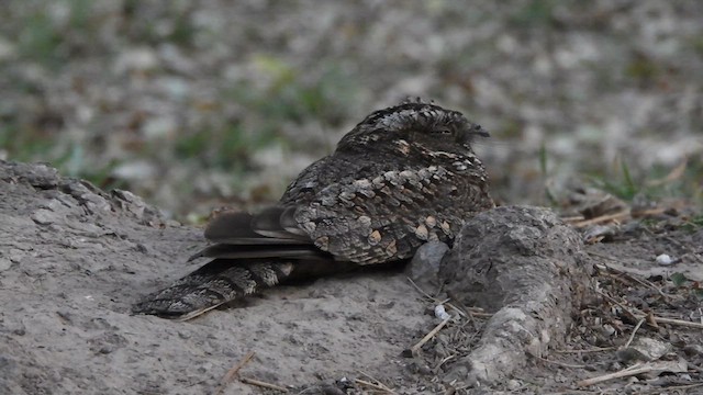 Band-winged Nightjar - ML624057562