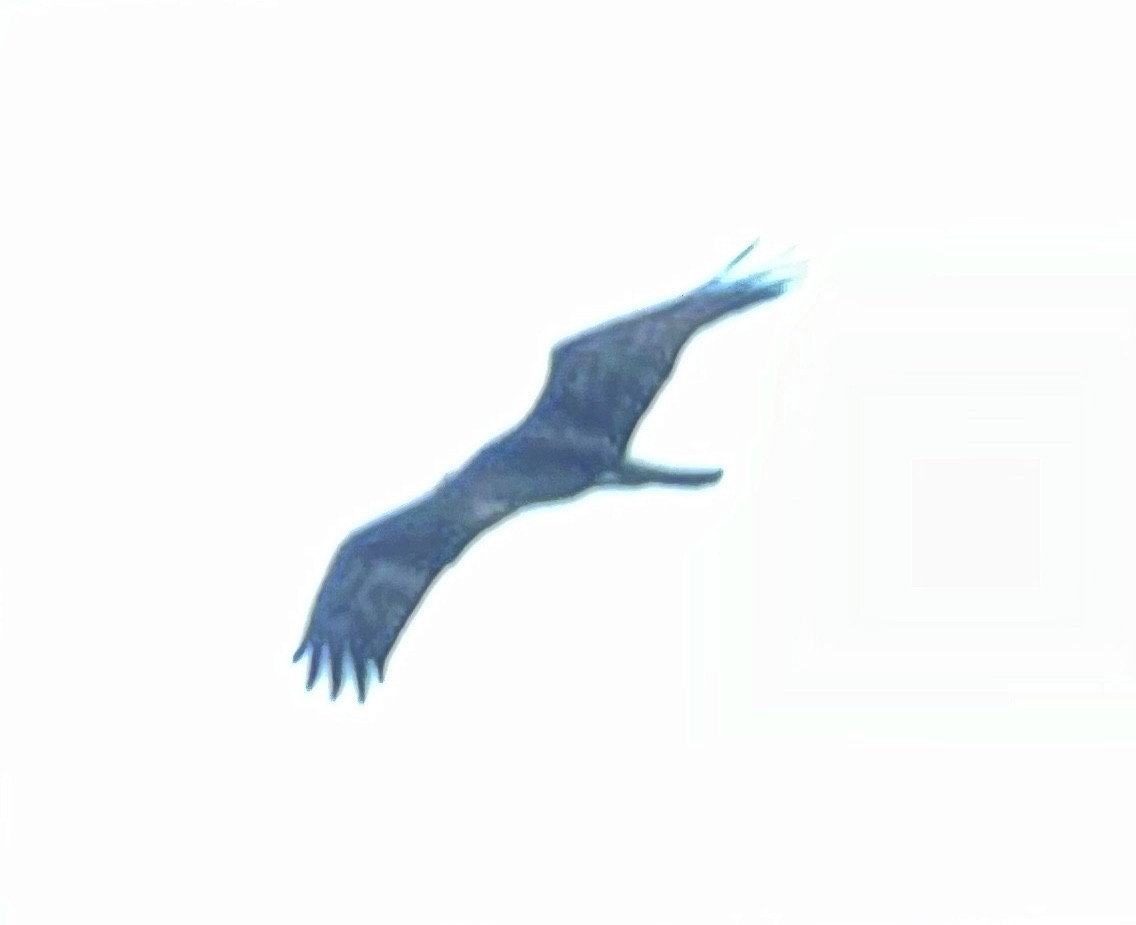 hawk sp. - Anonymous