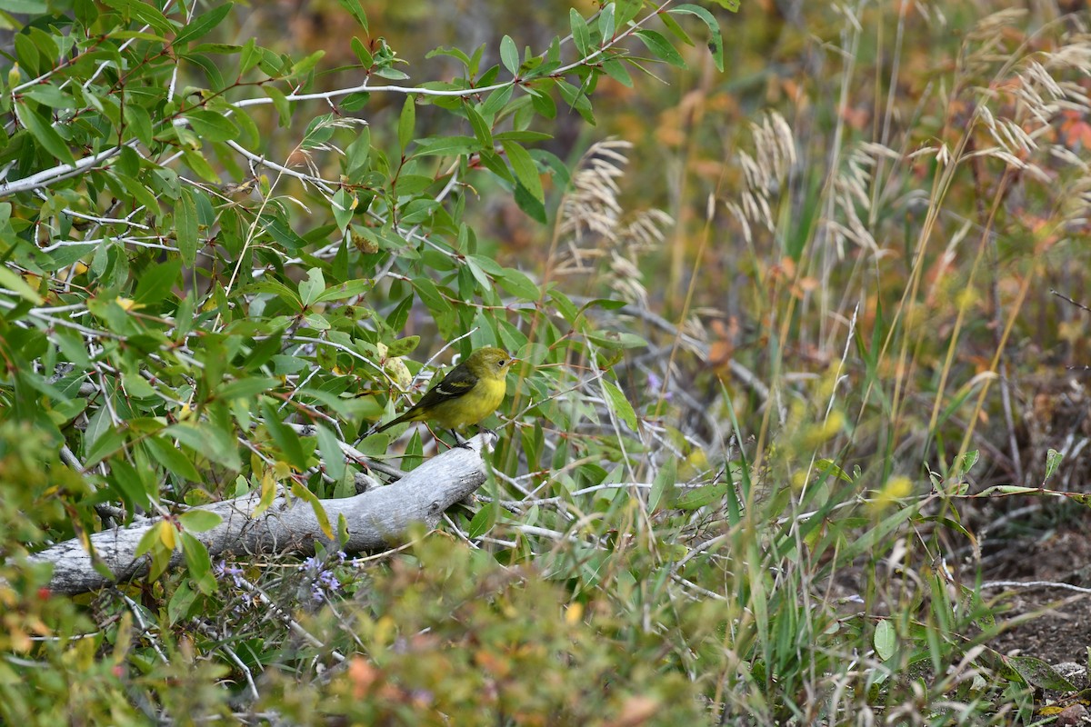 Western Tanager - ML624057581