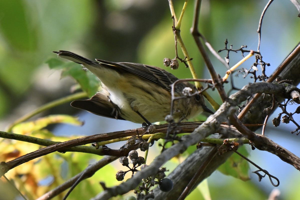 Пісняр-лісовик жовтогузий (підвид coronata) - ML624057582