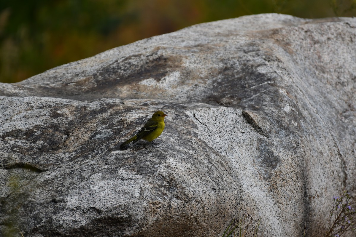 Western Tanager - ML624057585