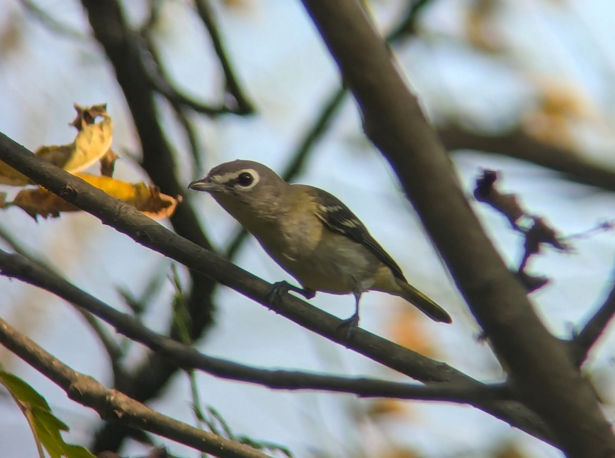 Blue-headed Vireo - ML624057586