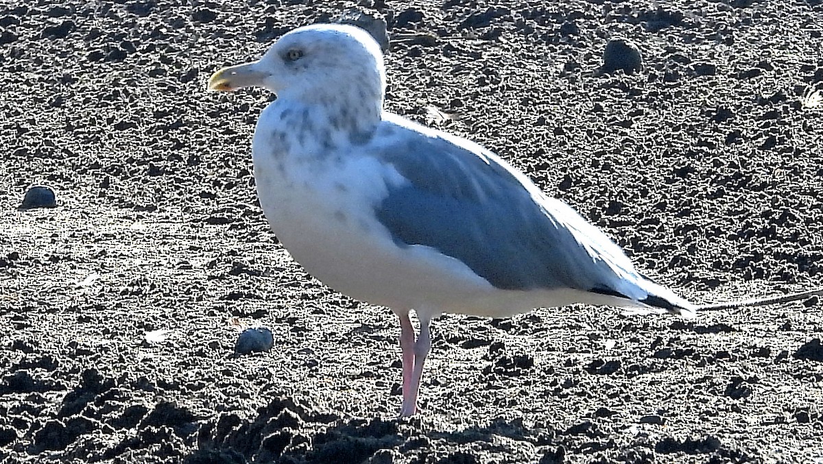 Gaviota Argéntea - ML624057587