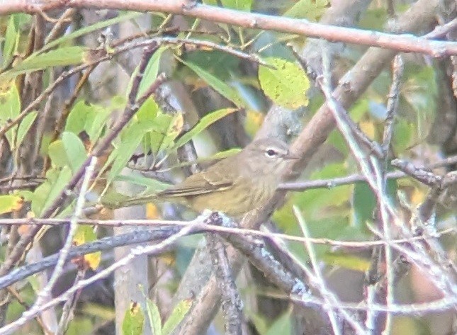 Orange-crowned Warbler - ML624057613