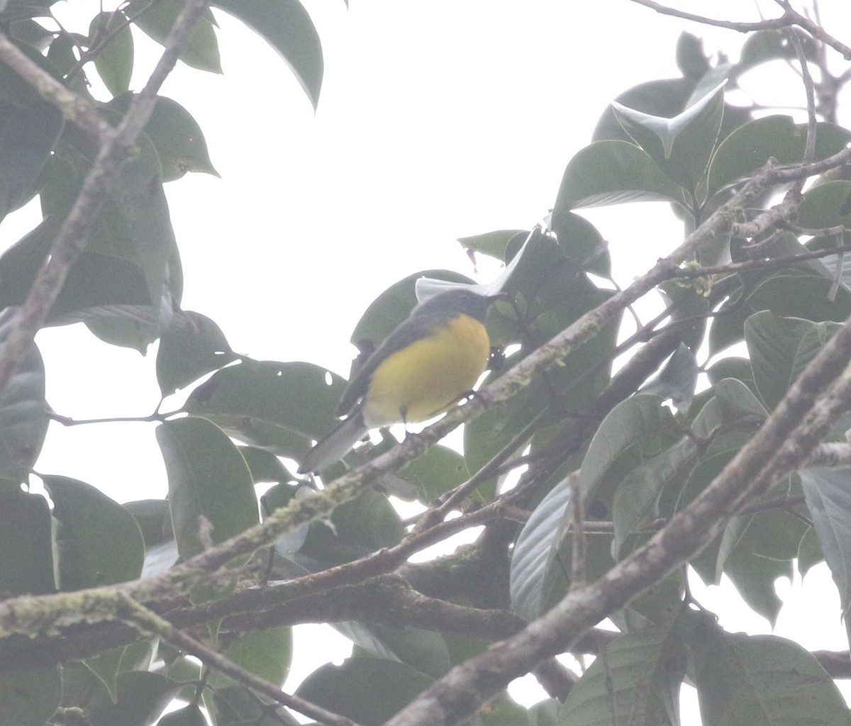 Slate-throated Redstart - ML624057620