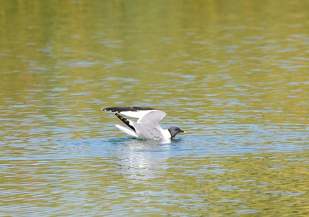 Sabine's Gull - ML624057638