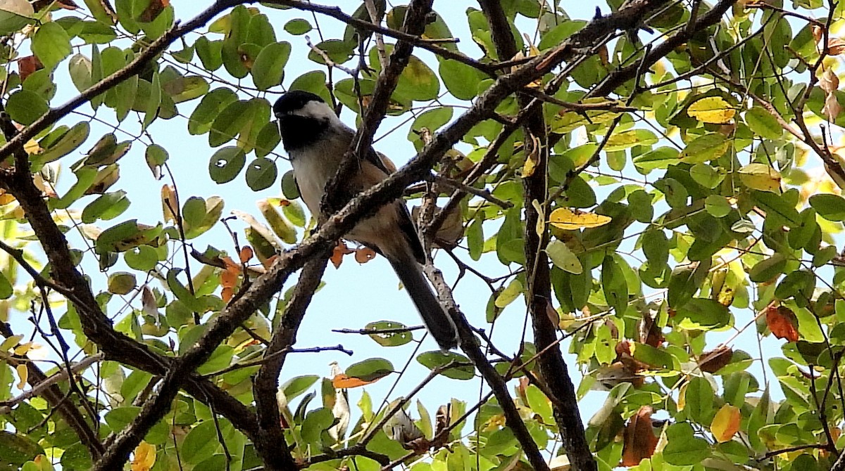 Black-capped Chickadee - ML624057640