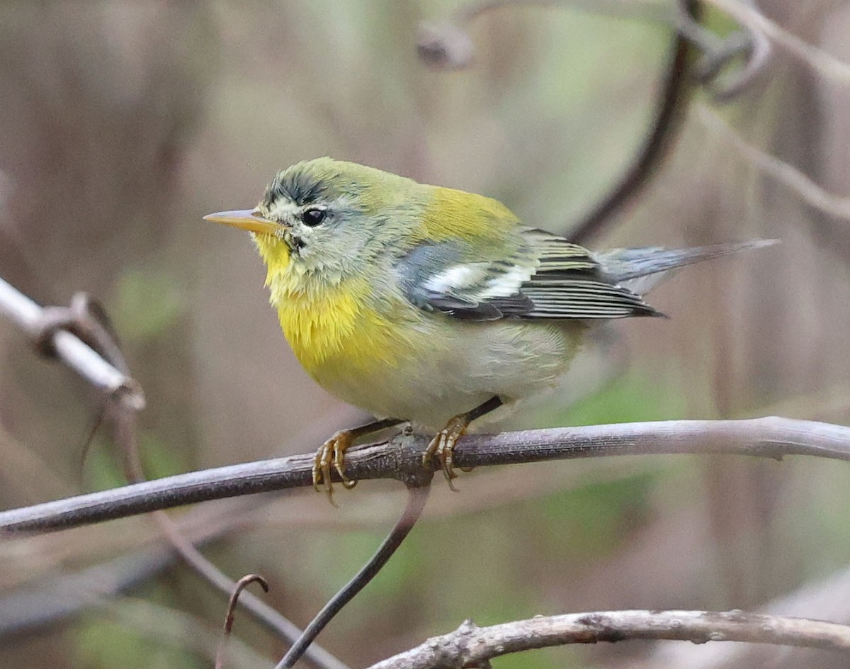 Northern Parula - ML624057670