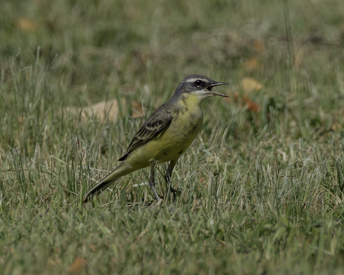 Eastern Yellow Wagtail - ML624057696