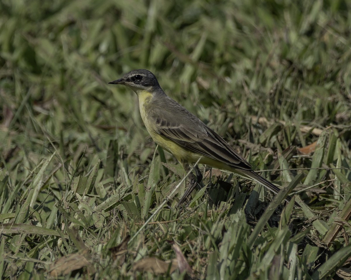 Eastern Yellow Wagtail - ML624057697