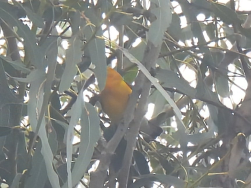 Prothonotary Warbler - ML624057742