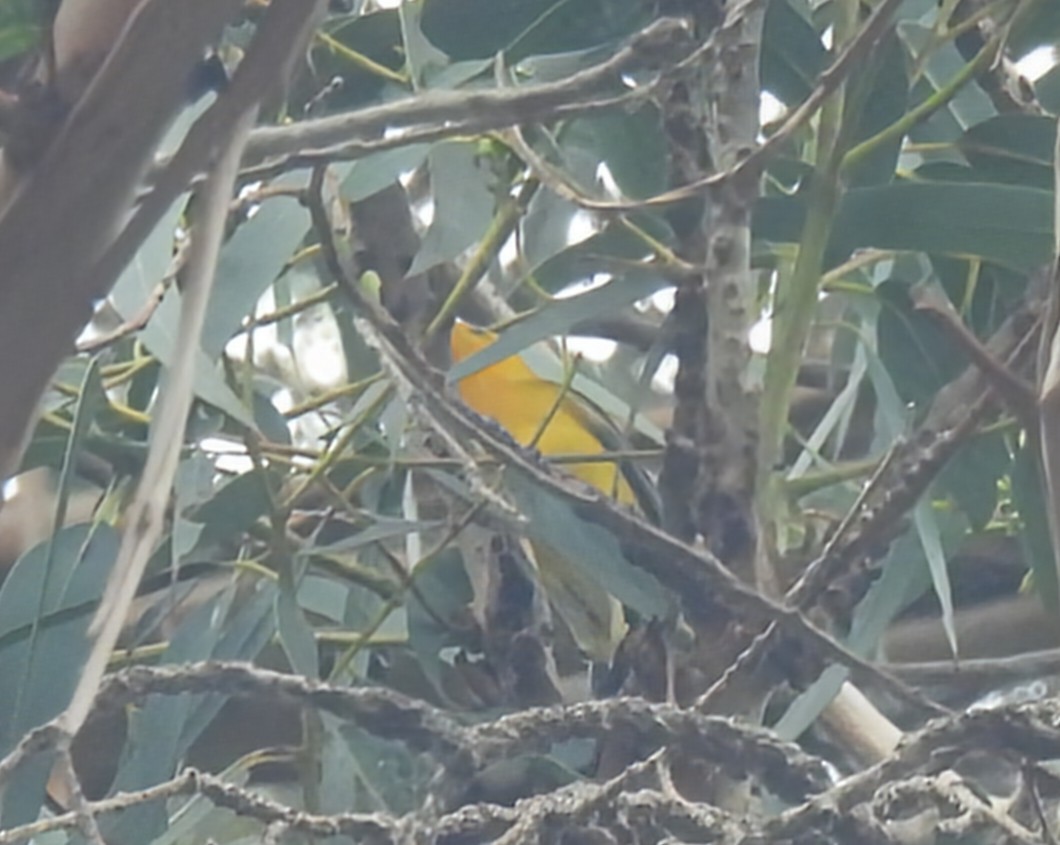 Prothonotary Warbler - ML624057744