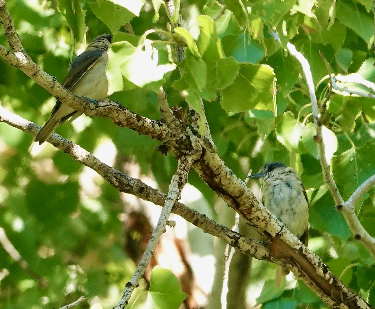 Rose-throated Becard - Seth Ausubel