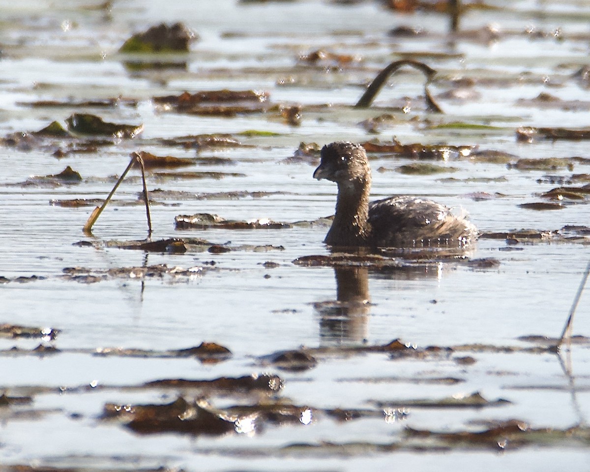 Pied-billed Grebe - ML624057810