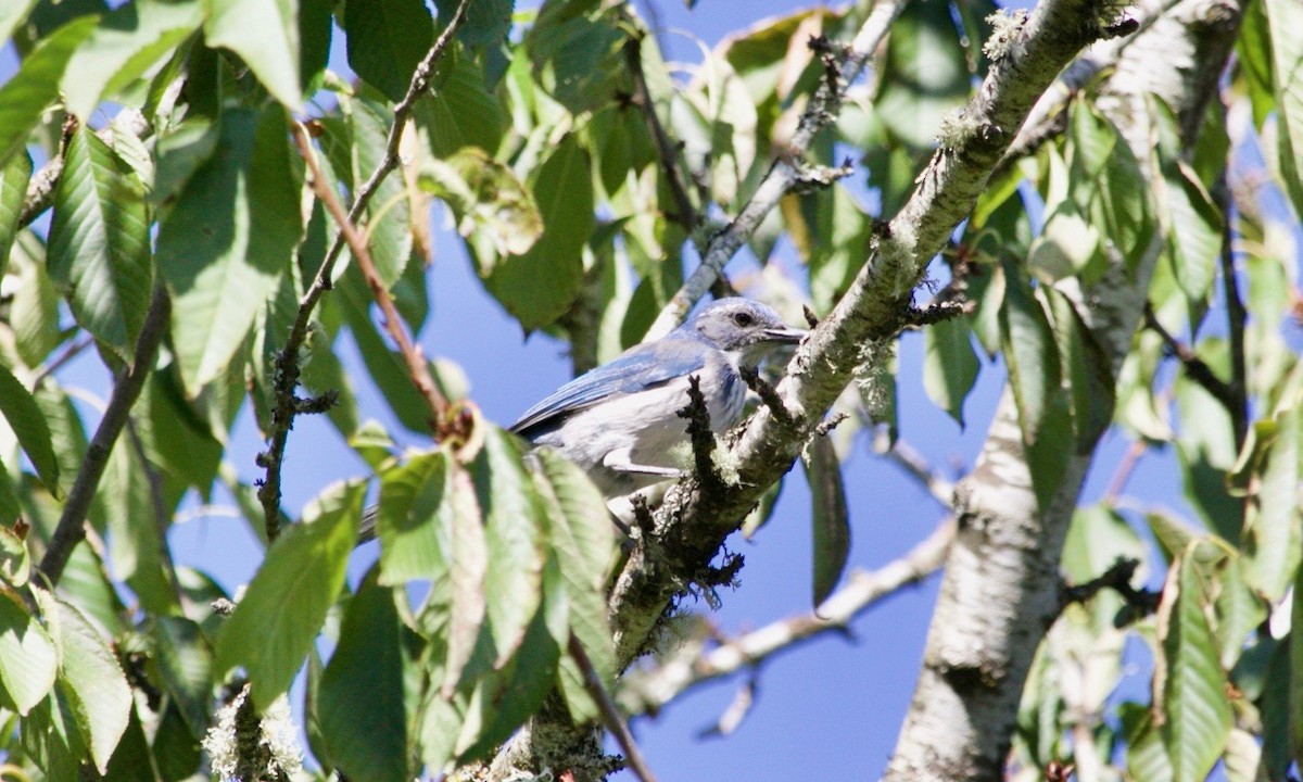 California Scrub-Jay - ML624057818