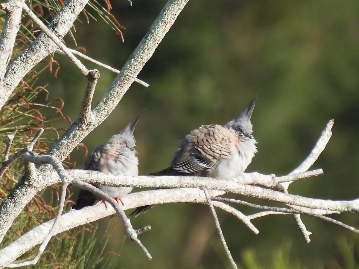 Crested Pigeon - ML624057831