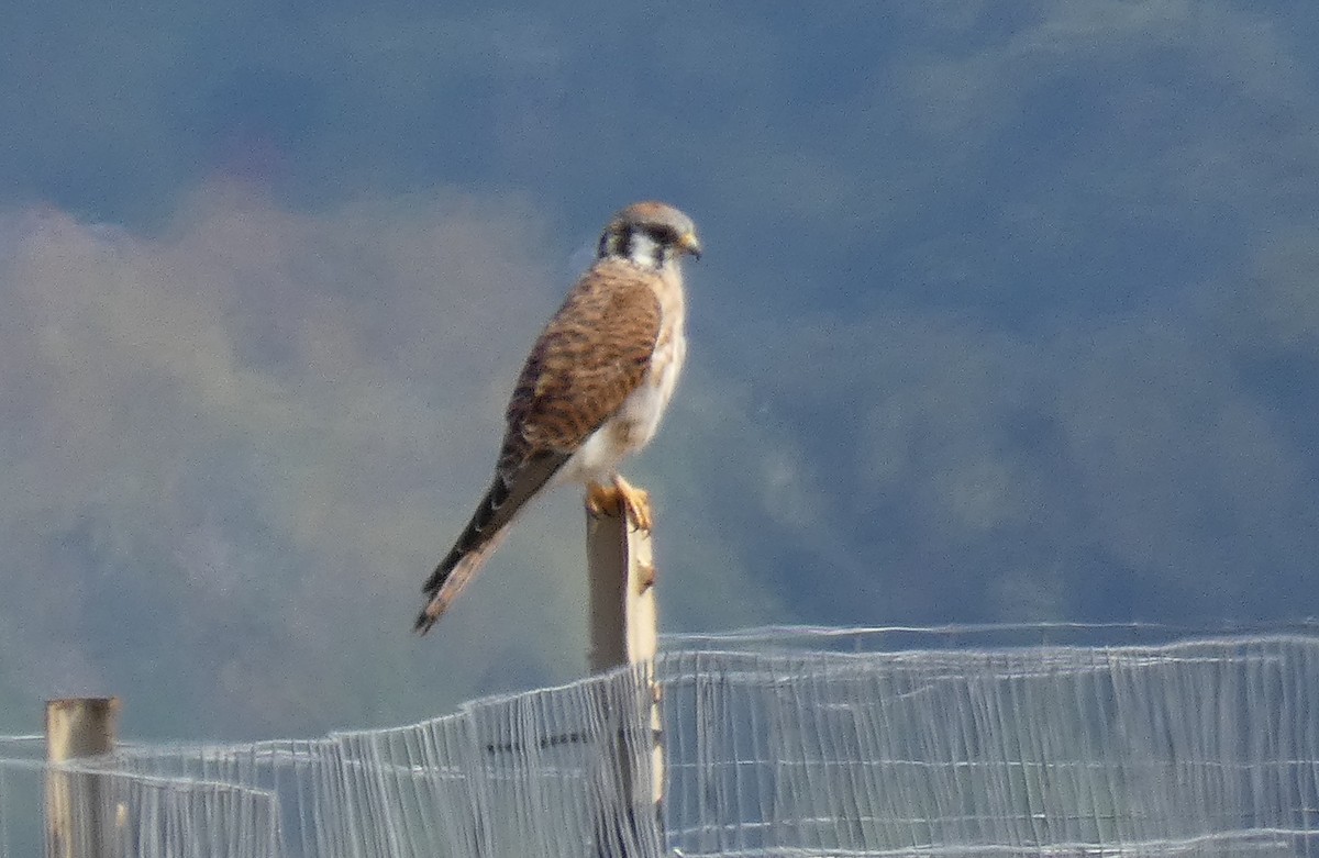 American Kestrel - ML624057833