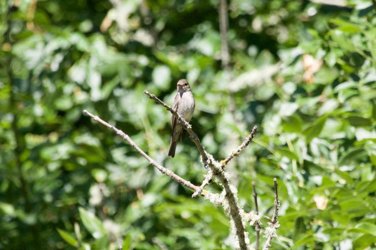 Western Wood-Pewee - ML624057834