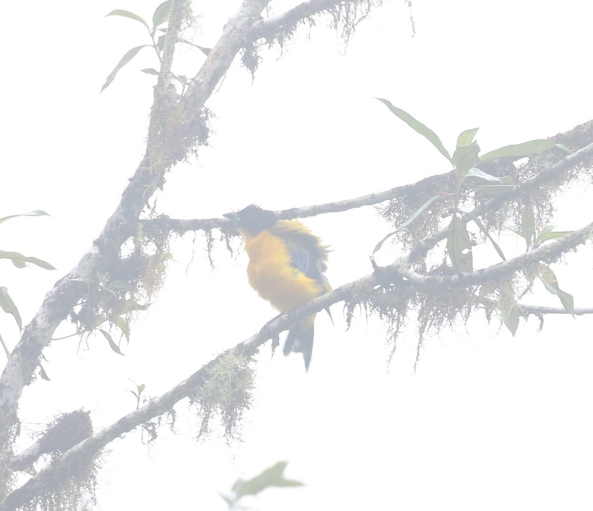 Black-chinned Mountain Tanager - ML624057872