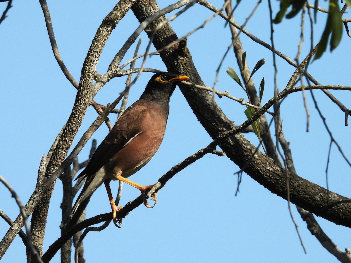 Common Myna - ML624057873