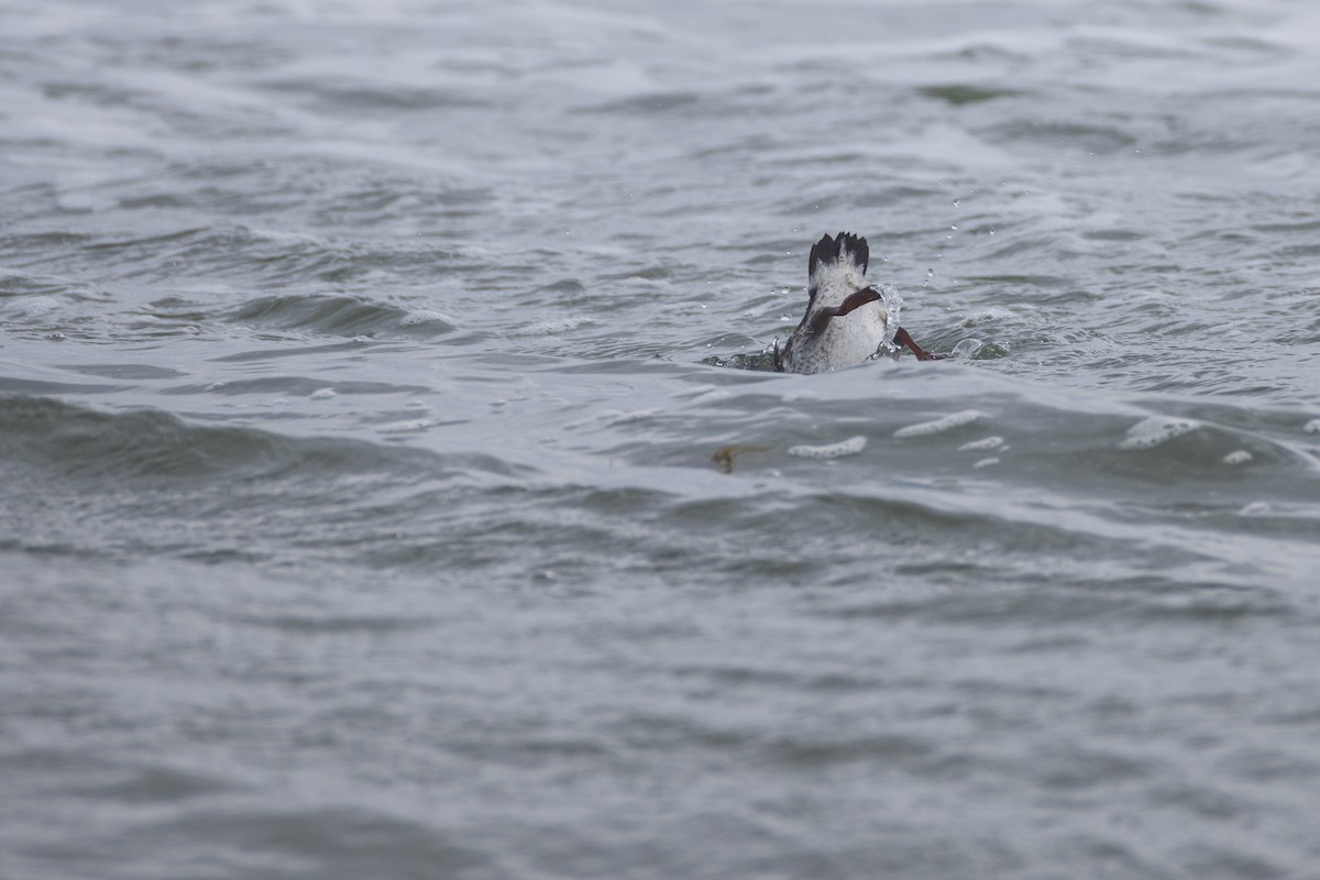 Guillemot à miroir - ML624057892