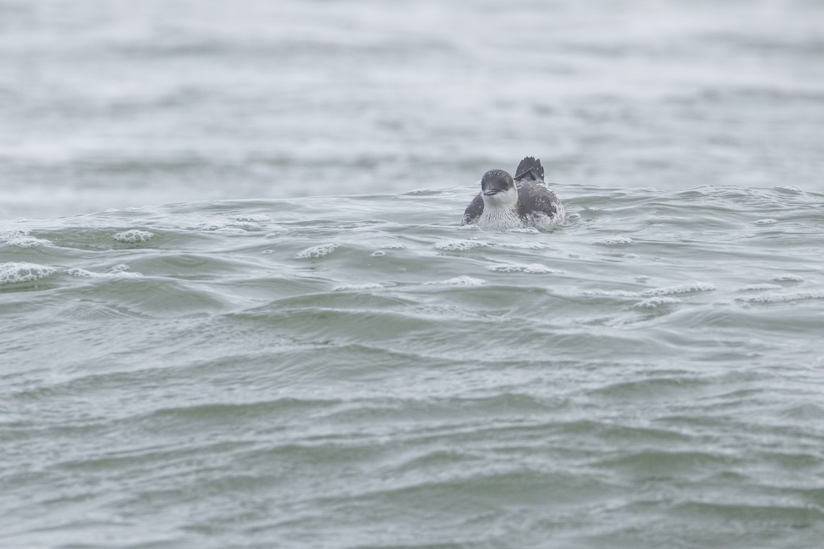 Guillemot à miroir - ML624057895