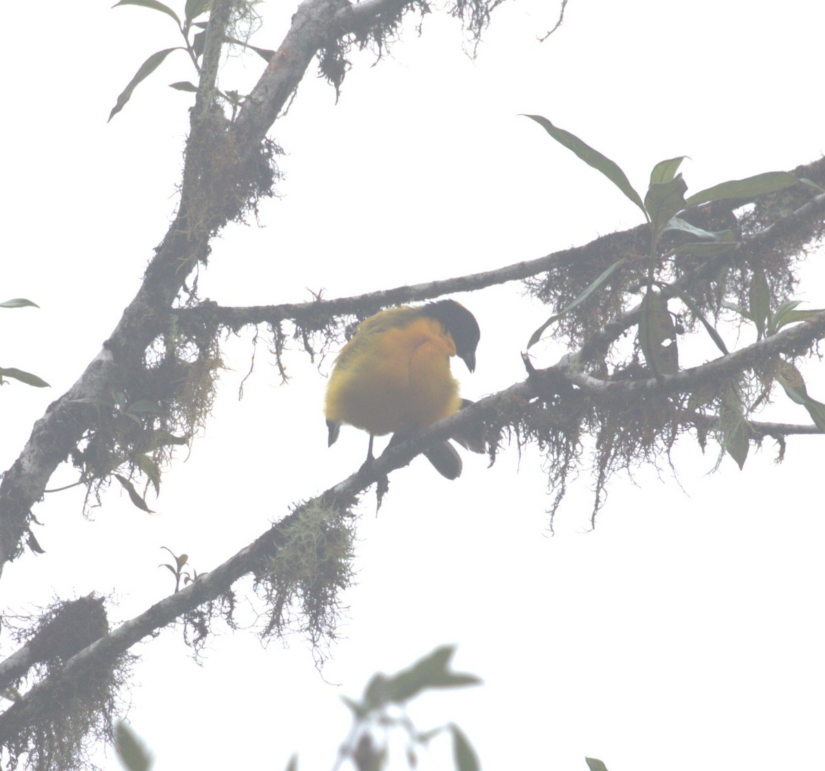 Black-chinned Mountain Tanager - ML624057897