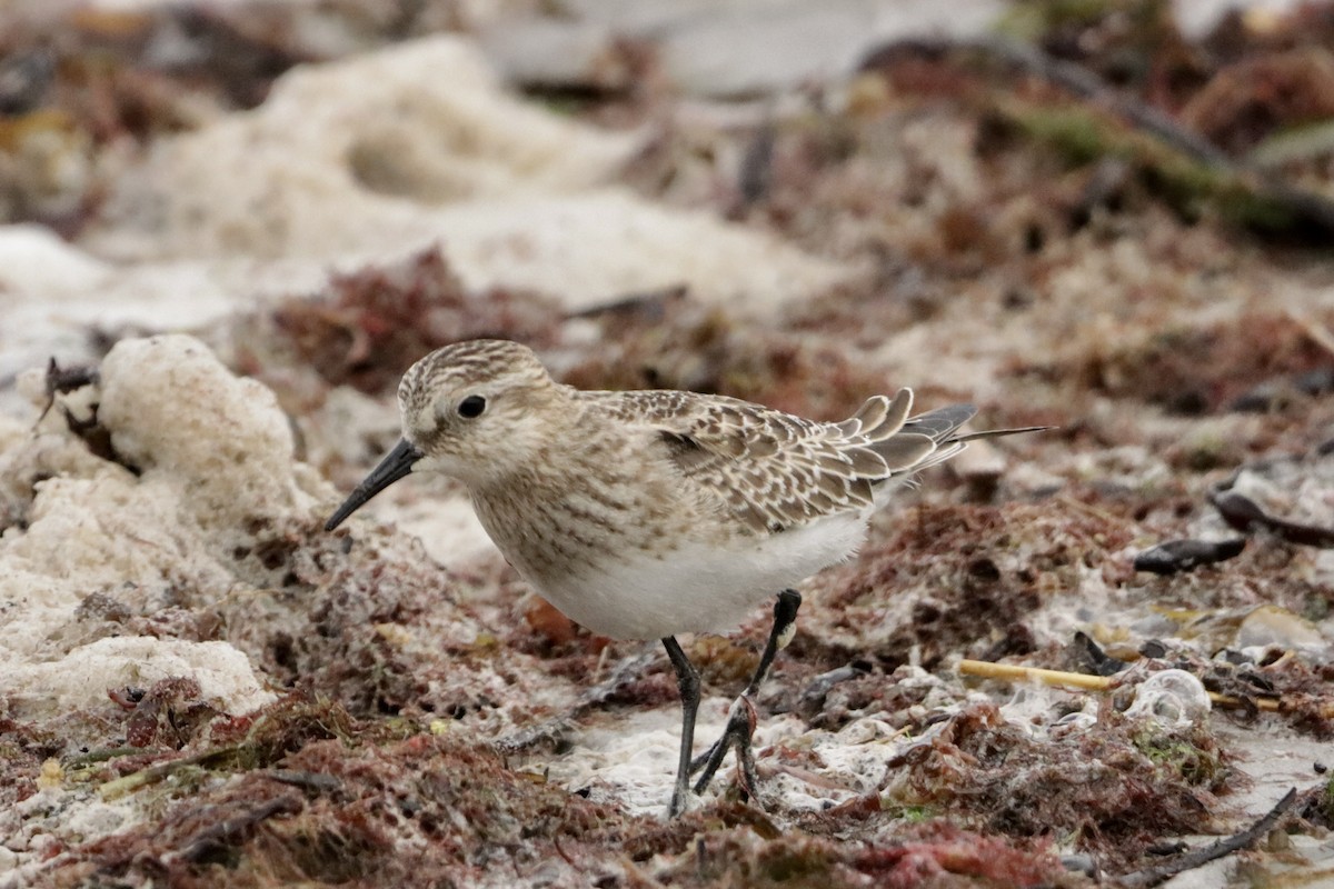 Baird's Sandpiper - ML624057920