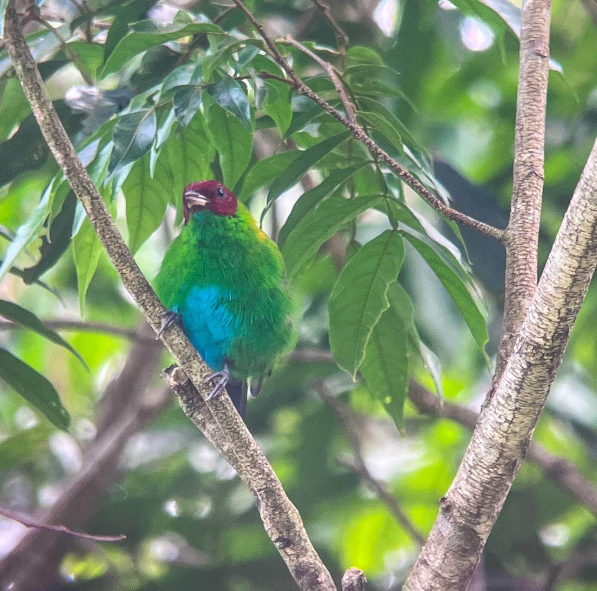 Rufous-winged Tanager - ML624057962