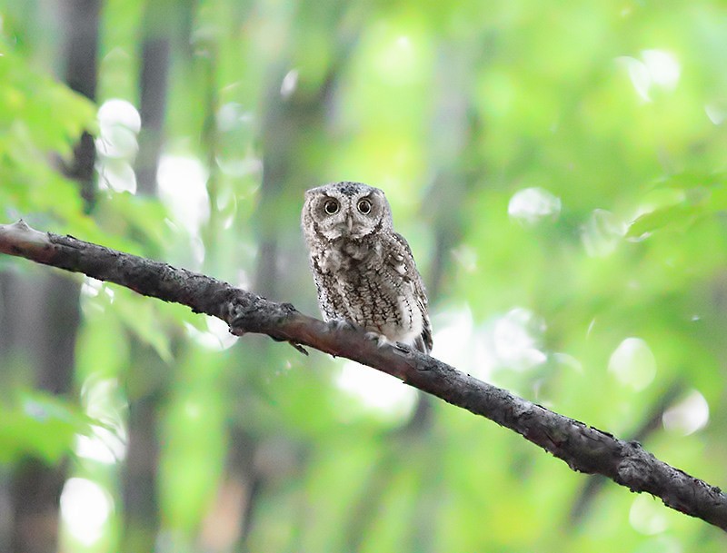 Eastern Screech-Owl - ML624057980