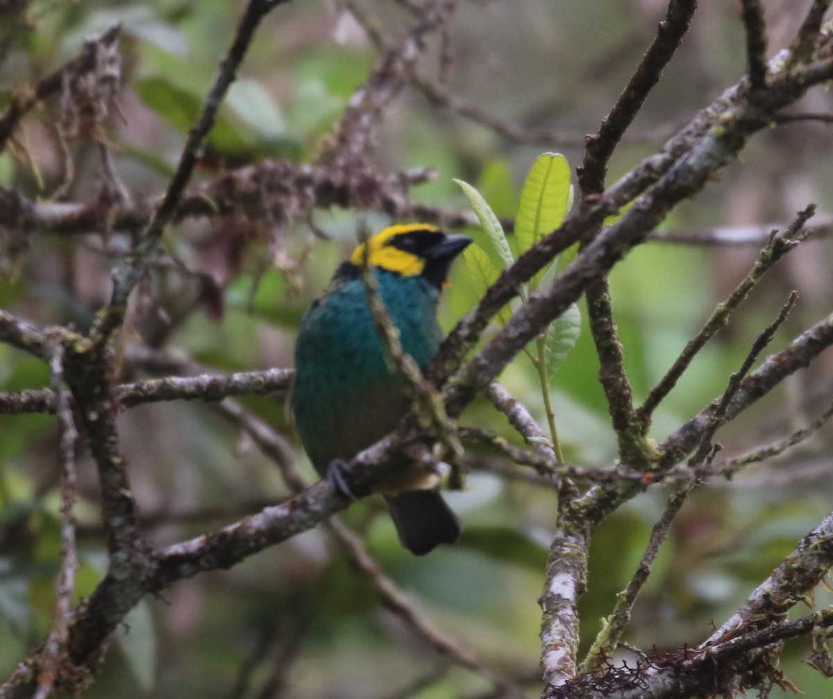 Saffron-crowned Tanager - Don Coons