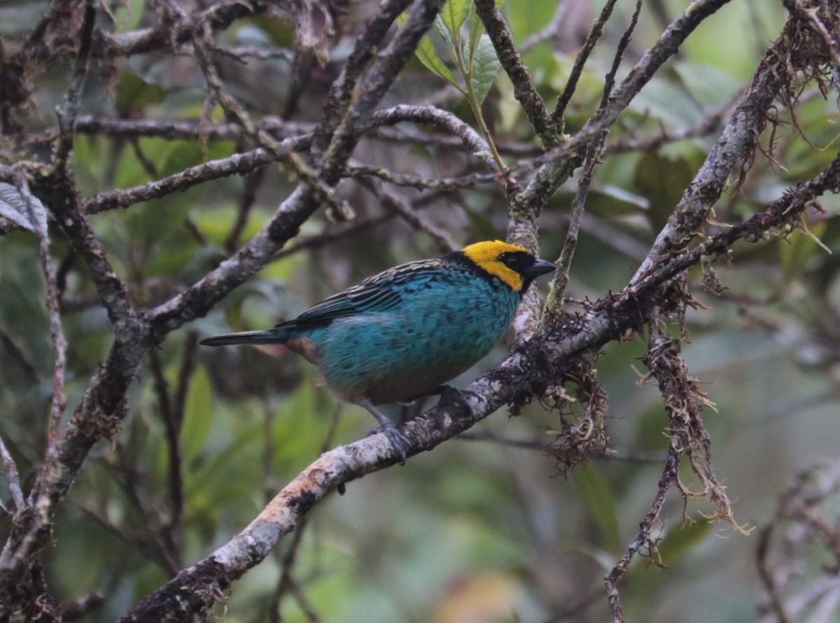 Saffron-crowned Tanager - ML624058015