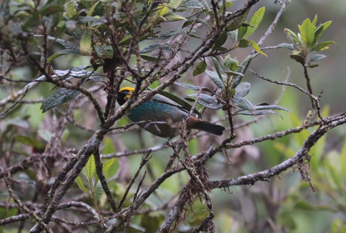 Saffron-crowned Tanager - ML624058022