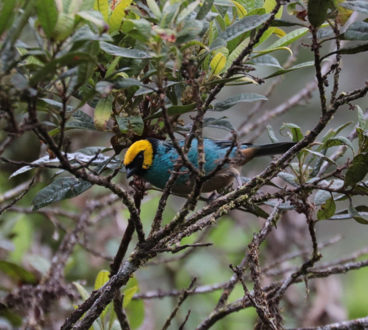 Saffron-crowned Tanager - ML624058030