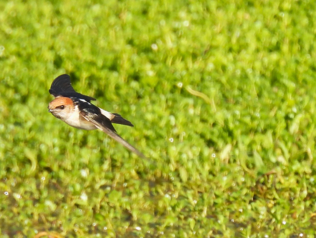 Golondrina Ariel - ML624058066