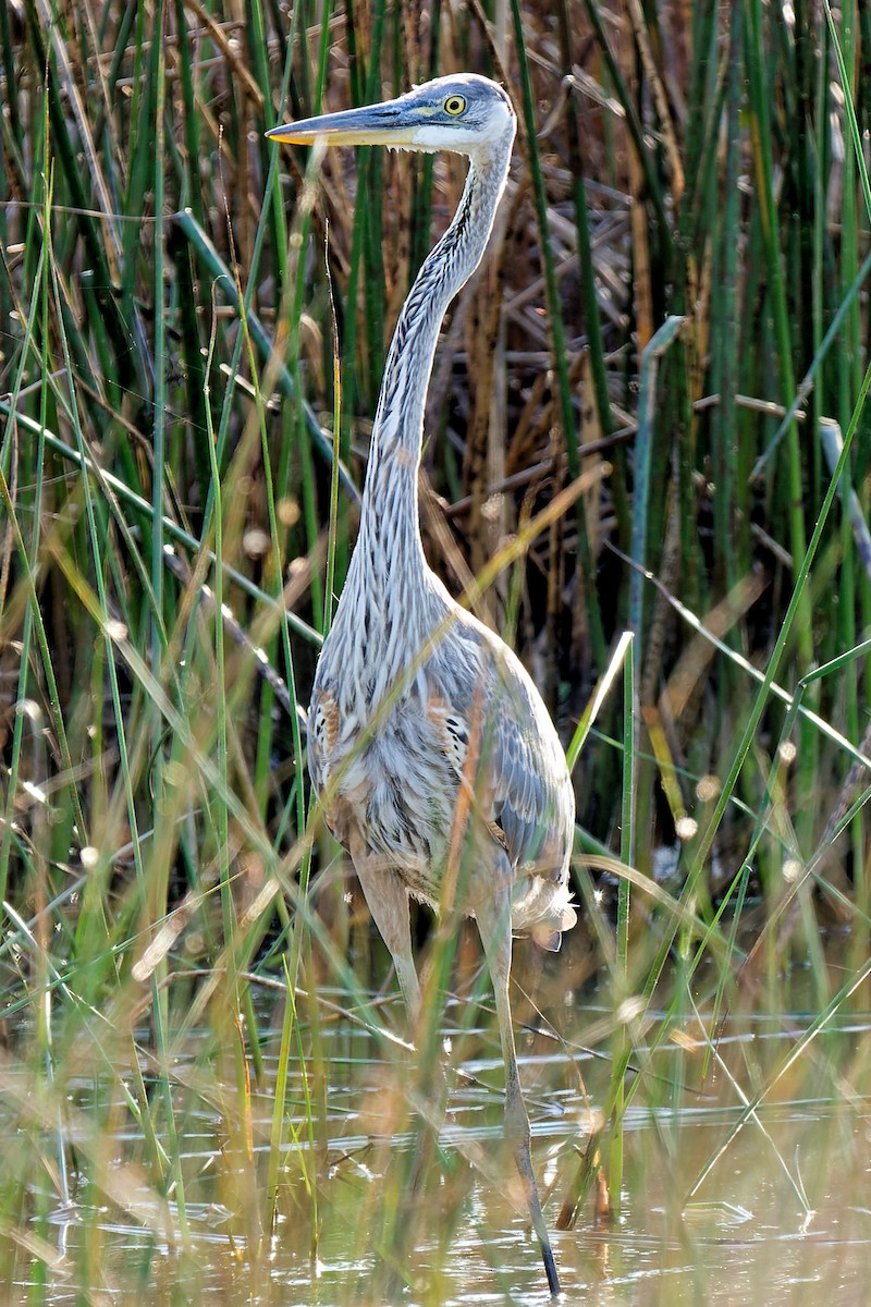 Garza Azulada - ML624058086