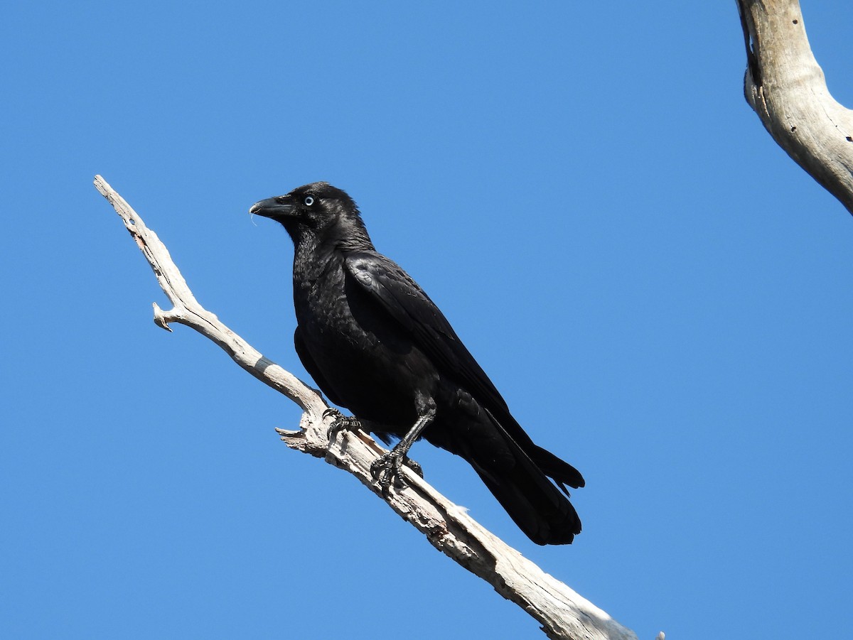 Torresian Crow - ML624058105