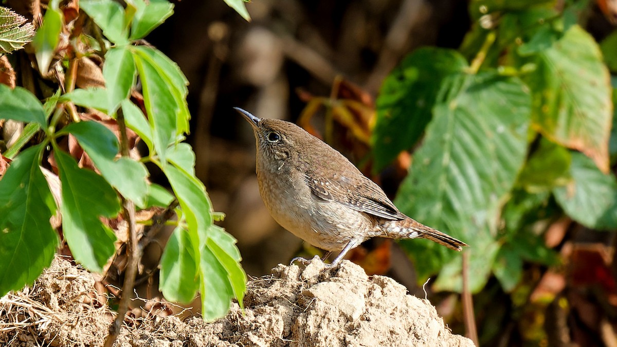 Chochín Criollo - ML624058111