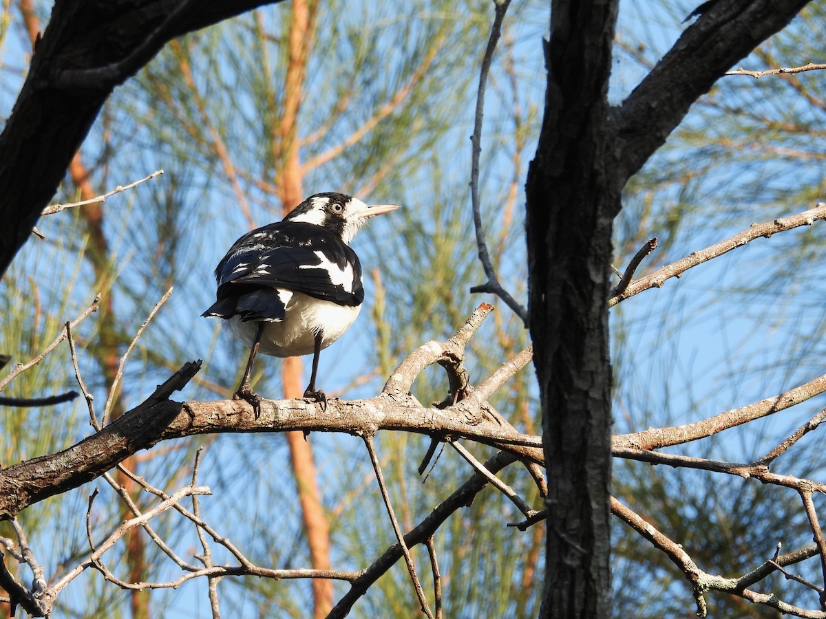 Magpie-lark - ML624058113