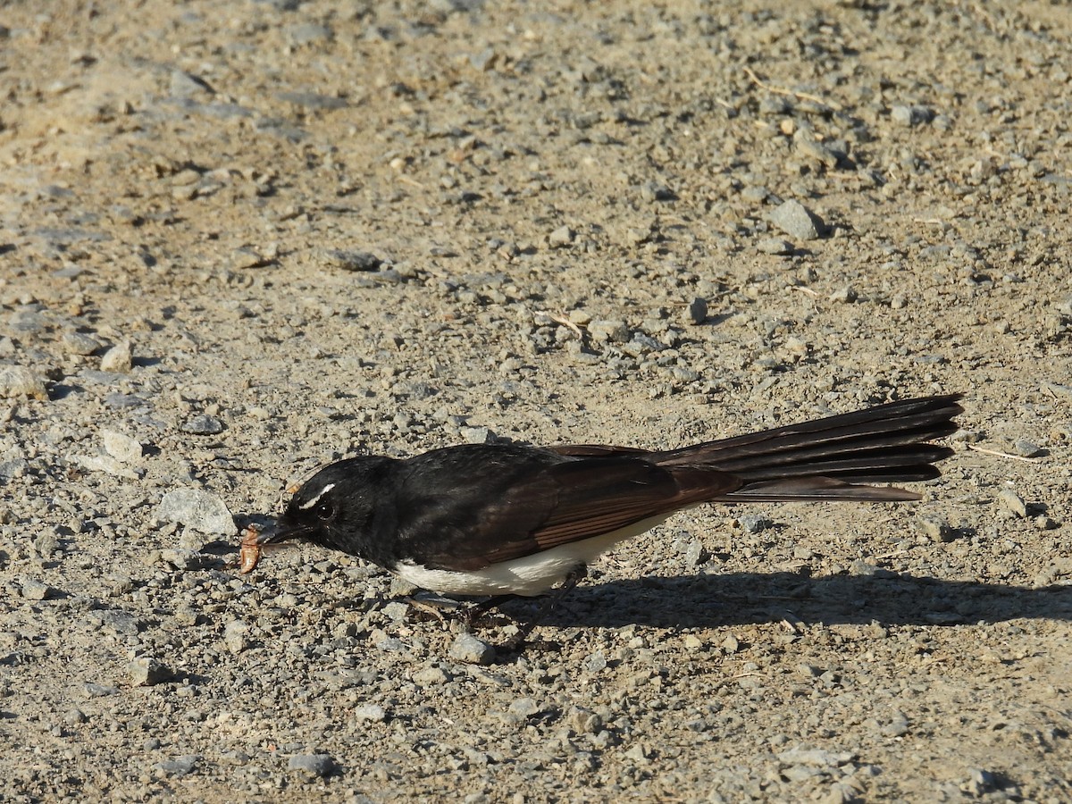 Willie-wagtail - ML624058117