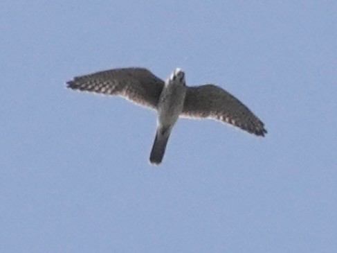 Peregrine Falcon - Mario Borunda