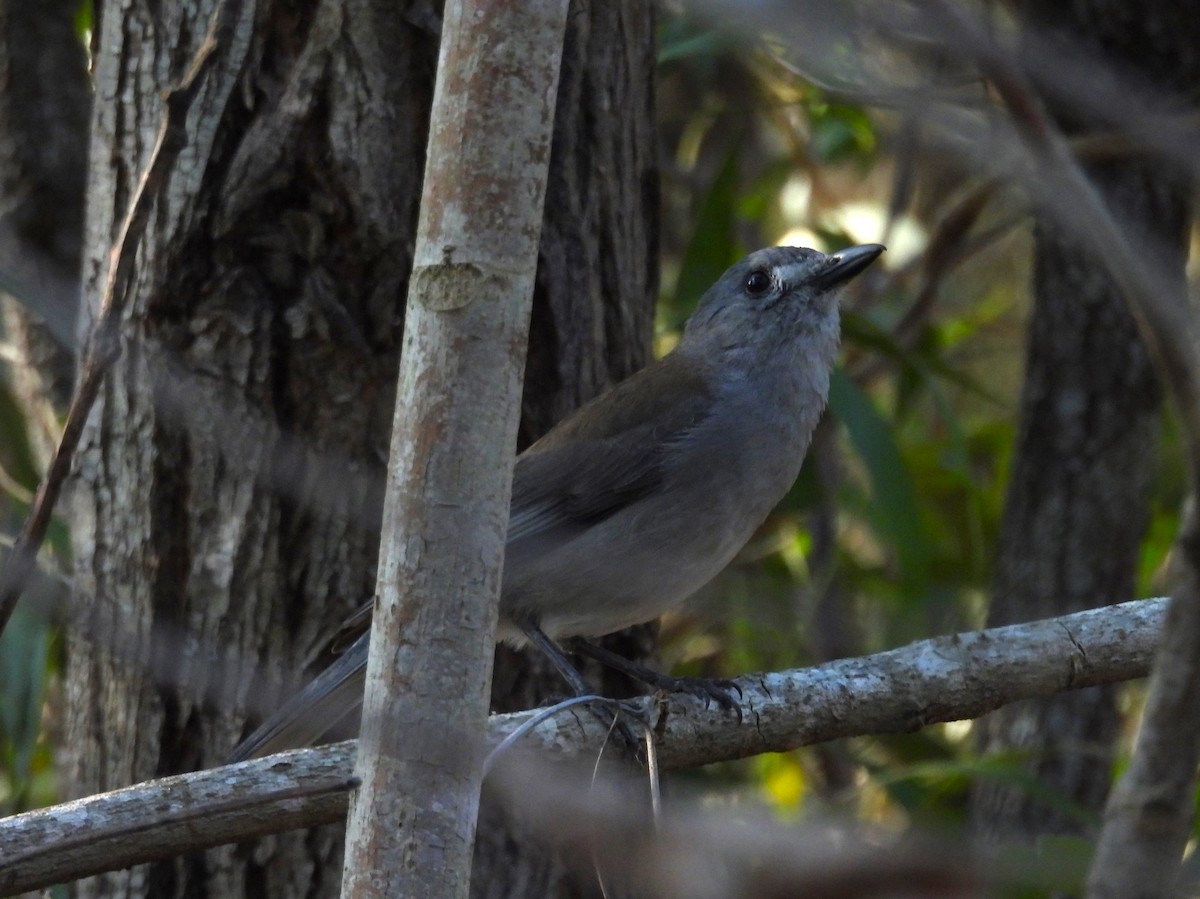 Gray Shrikethrush - ML624058137